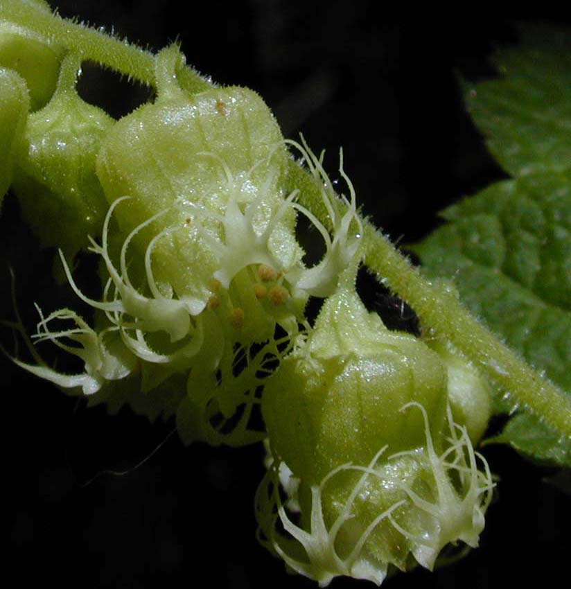 Fringecup - Tellima grandiflora